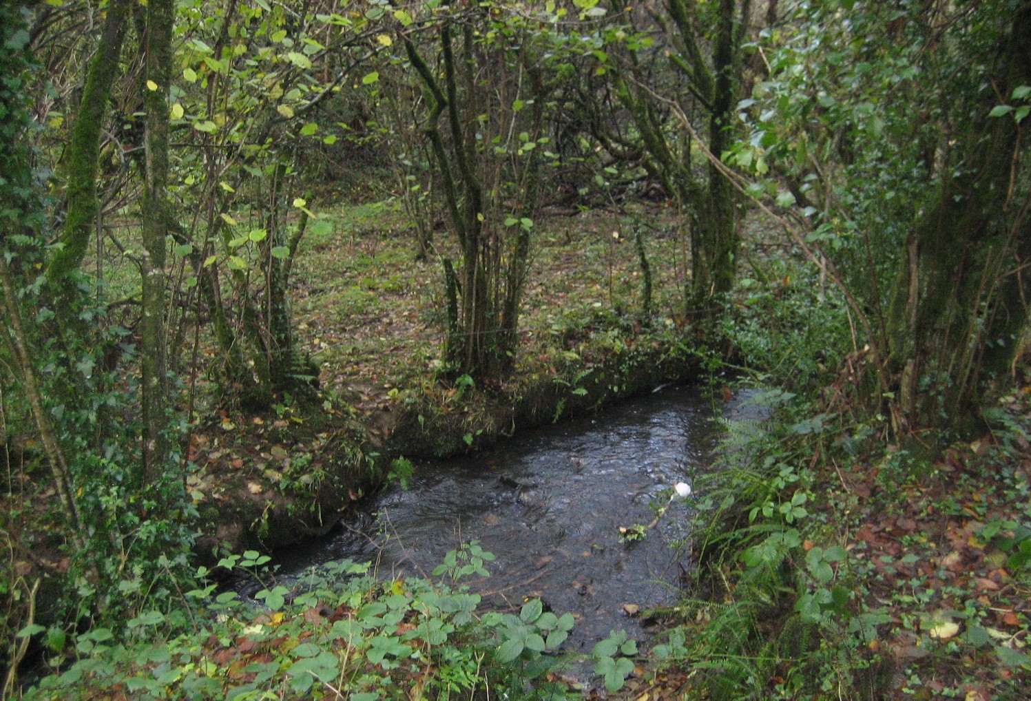 2021-11-10 Kilgetty woods and Miners Walk